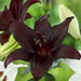 Lilium Midnight Mystery ( 3 bulbs) Pots and Planters,Cut Flowers. Perennial - Caribbean garden seed