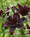 Lilium Midnight Mystery ( 3 bulbs) Pots and Planters,Cut Flowers. Perennial - Caribbean garden seed