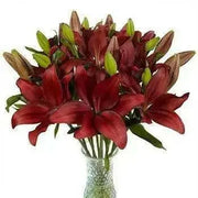 Lily Bulbs  (LA DYNAMIX)  Ideal for planting in borders or pots and containers,. - Caribbean garden seed