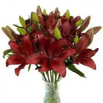 Lily Bulbs  (LA DYNAMIX)  Ideal for planting in borders or pots and containers,. - Caribbean garden seed