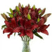 Lily Bulbs  (LA DYNAMIX)  Ideal for planting in borders or pots and containers,. - Caribbean garden seed