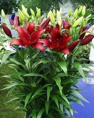 Lily Bulbs  (LA DYNAMIX)  Ideal for planting in borders or pots and containers,. - Caribbean garden seed