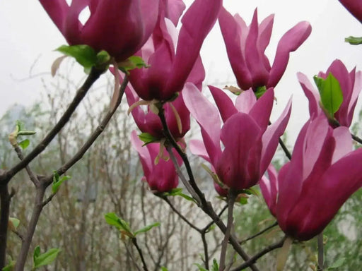 Lily Magnolia Seeds - Magnolia liliiflora, Native to southwest China - Caribbean garden seed
