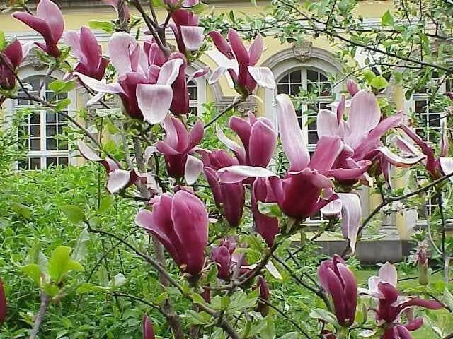 Lily Magnolia Seeds - Magnolia liliiflora, Native to southwest China - Caribbean garden seed