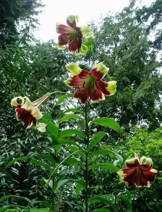 Lily of Nepal flowers Seeds - Nepal Lily, LILIUM nepalense - Caribbean garden seed
