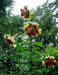 Lily of Nepal flowers Seeds - Nepal Lily, LILIUM nepalense - Caribbean garden seed