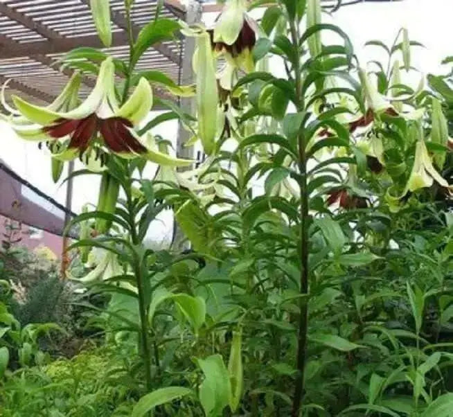 Lily of Nepal flowers Seeds - Nepal Lily, LILIUM nepalense - Caribbean garden seed