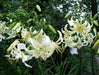 Lilium Sweet Surrender (3 Bulb/Plants) June Flowering. Unscented. - Caribbean garden seed