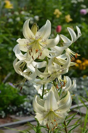 Lilium Sweet Surrender (3 Bulb/Plants) June Flowering. Unscented. - Caribbean garden seed