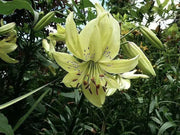 Lilium Sweet Surrender (3 Bulb/Plants) June Flowering. Unscented. - Caribbean garden seed