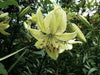 Lilium Sweet Surrender (3 Bulb/Plants) June Flowering. Unscented. - Caribbean garden seed