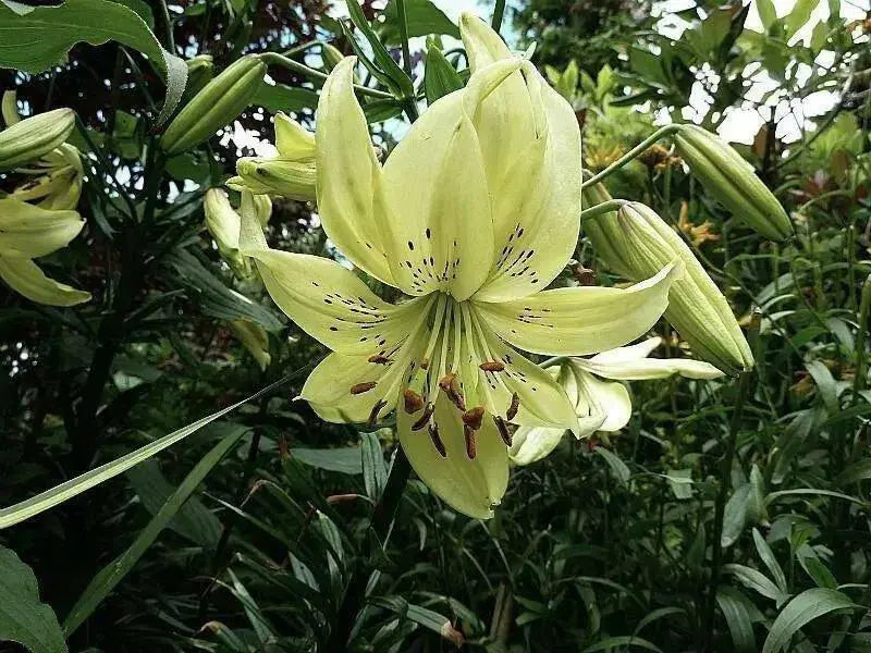 Lilium Sweet Surrender (3 Bulb/Plants) June Flowering. Unscented. - Caribbean garden seed
