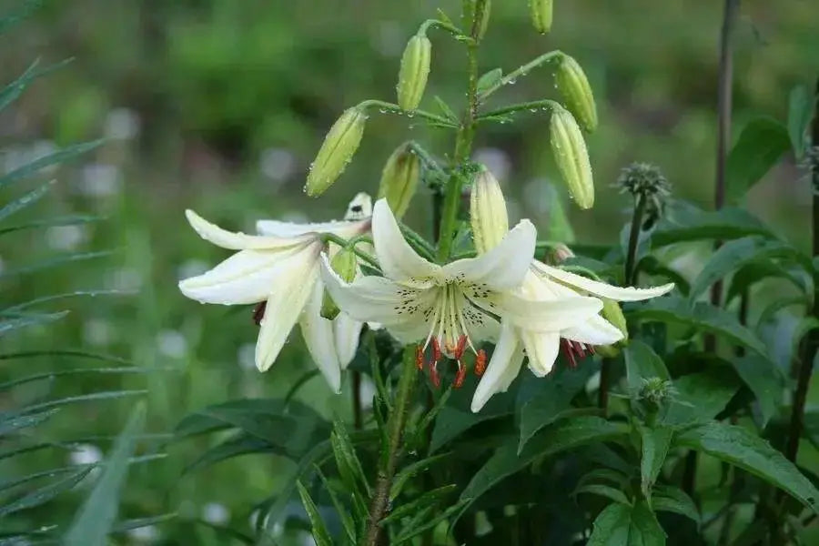 Lilium Sweet Surrender (3 Bulb/Plants) June Flowering. Unscented. - Caribbean garden seed