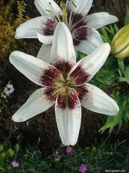 Lilium White Pixel (Bulbs) real thriller in the garden - Caribbean garden seed