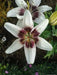 Lilium White Pixel (Bulbs) real thriller in the garden - Caribbean garden seed