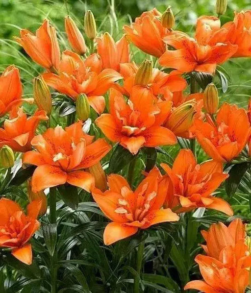 Lily Orange Twins (4 bulbs) real thriller in the garden .Perennial - Caribbean garden seed