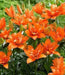 Lily Orange Twins (4 bulbs) real thriller in the garden .Perennial - Caribbean garden seed