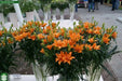 Lily Orange Twins (4 bulbs) real thriller in the garden .Perennial - Caribbean garden seed