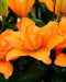 Lily Orange Twins (4 bulbs) real thriller in the garden .Perennial - Caribbean garden seed