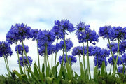 Lily of the Nile Flowers SEEDS ,PERENNIAL - Caribbean garden seed