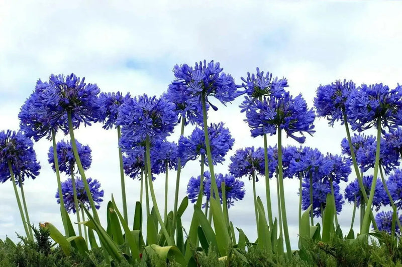 Lily of the Nile Flowers SEEDS ,PERENNIAL - Caribbean garden seed