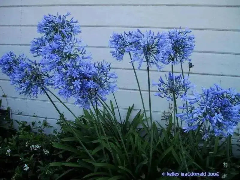 Lily of the Nile Flowers SEEDS ,PERENNIAL - Caribbean garden seed