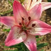 Lilium Rosella's Dream (3 bulbs) Pots and Planters, Cut Flowers. Perennial - Caribbean garden seed