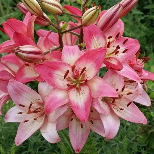 Lilium Rosella's Dream (3 bulbs) Pots and Planters, Cut Flowers. Perennial - Caribbean garden seed