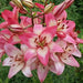 Lilium Rosella's Dream (3 bulbs) Pots and Planters, Cut Flowers. Perennial - Caribbean garden seed