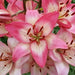 Lilium Rosella's Dream (3 bulbs) Pots and Planters, Cut Flowers. Perennial - Caribbean garden seed
