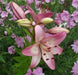 Lilium Rosella's Dream (3 bulbs) Pots and Planters, Cut Flowers. Perennial - Caribbean garden seed
