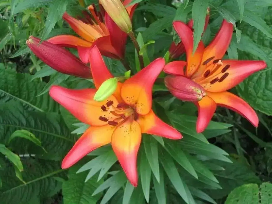 Lilium Royal Sunset ,Hybrid Lily Bulbs,Great for cut flowers - Caribbean garden seed