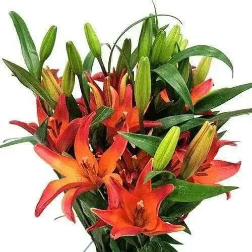 Lilium Royal Sunset ,Hybrid Lily Bulbs,Great for cut flowers - Caribbean garden seed