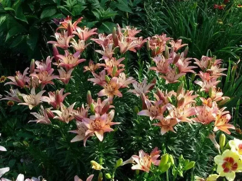 Lilium Royal Sunset ,Hybrid Lily Bulbs,Great for cut flowers - Caribbean garden seed