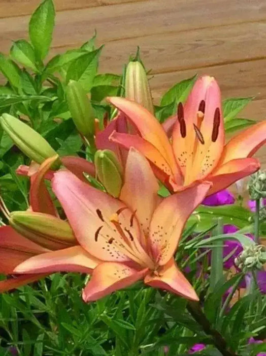 Lilium Royal Sunset ,Hybrid Lily Bulbs,Great for cut flowers - Caribbean garden seed