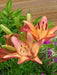 Lilium Royal Sunset ,Hybrid Lily Bulbs,Great for cut flowers - Caribbean garden seed