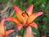 Lilium Royal Sunset ,Hybrid Lily Bulbs,Great for cut flowers - Caribbean garden seed