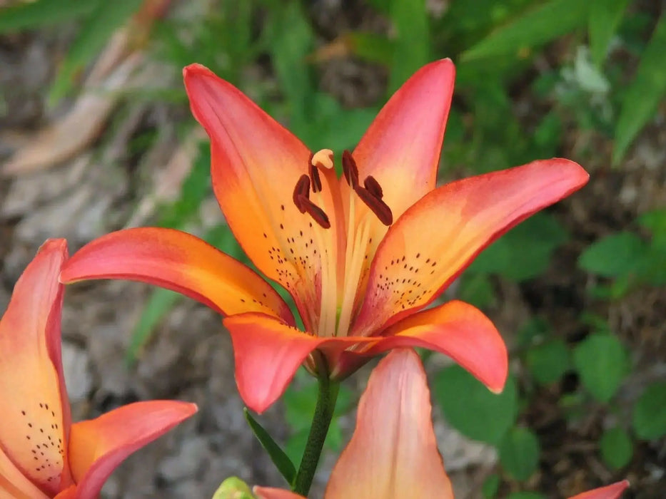 Lilium Royal Sunset ,Hybrid Lily Bulbs,Great for cut flowers - Caribbean garden seed