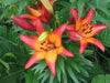Lilium Royal Sunset ,Hybrid Lily Bulbs,Great for cut flowers - Caribbean garden seed