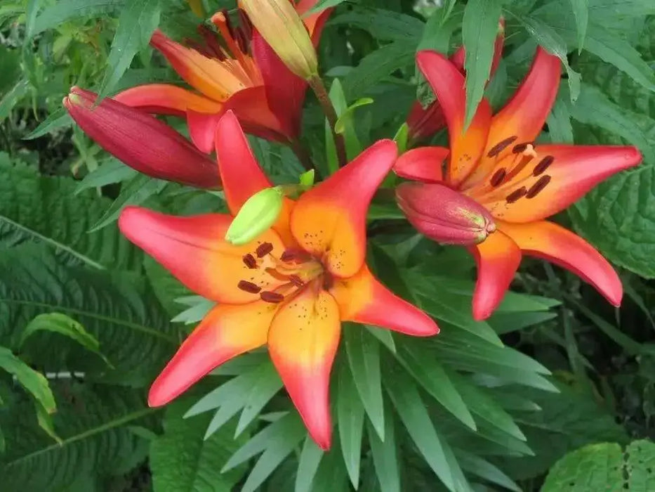 Lilium Royal Sunset ,Hybrid Lily Bulbs,Great for cut flowers - Caribbean garden seed