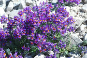 Linaria Alpina Seeds -, Perennial Flowers - Caribbean garden seed