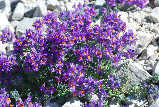 Linaria Alpina Seeds -, Perennial Flowers - Caribbean garden seed