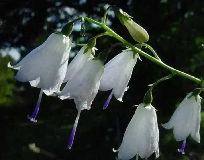 Lily-leafed Lady Bells Seeds, ADENOPHORA liliifolia ,Very rare Beautiful, fragrant - Caribbean garden seed
