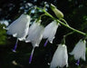 Lily-leafed Lady Bells Seeds, ADENOPHORA liliifolia ,Very rare Beautiful, fragrant - Caribbean garden seed
