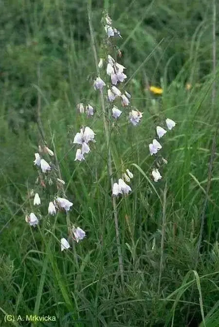 Lily-leafed Lady Bells Seeds, ADENOPHORA liliifolia ,Very rare Beautiful, fragrant - Caribbean garden seed