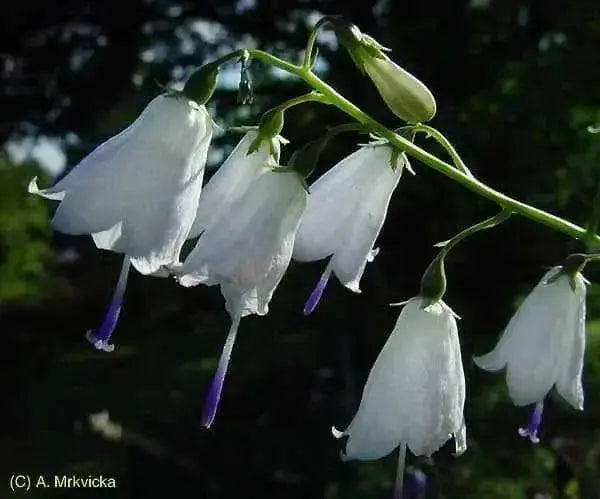 Lily-leafed Lady Bells Seeds, ADENOPHORA liliifolia ,Very rare Beautiful, fragrant - Caribbean garden seed