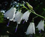 Lily-leafed Lady Bells Seeds, ADENOPHORA liliifolia ,Very rare Beautiful, fragrant - Caribbean garden seed