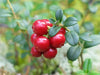 Lingonberry Seeds - Evergreen shrub, - Caribbean garden seed