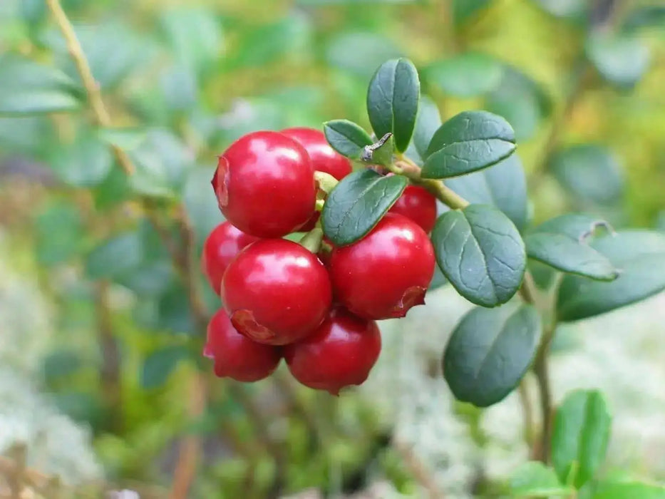 Lingonberry Seeds - Evergreen shrub, - Caribbean garden seed