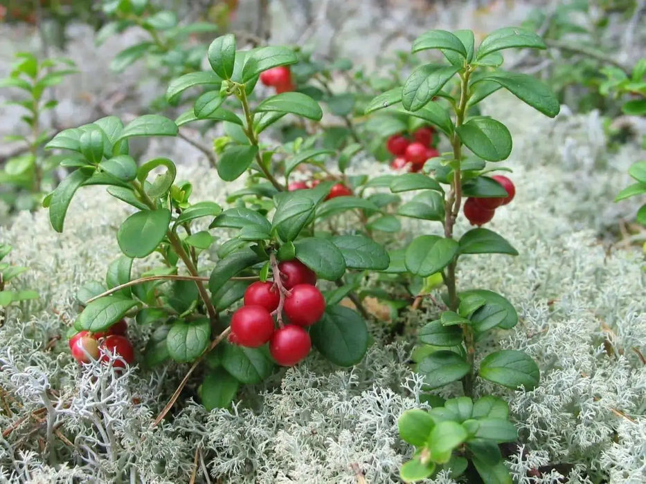 Lingonberry Seeds - Evergreen shrub, - Caribbean garden seed